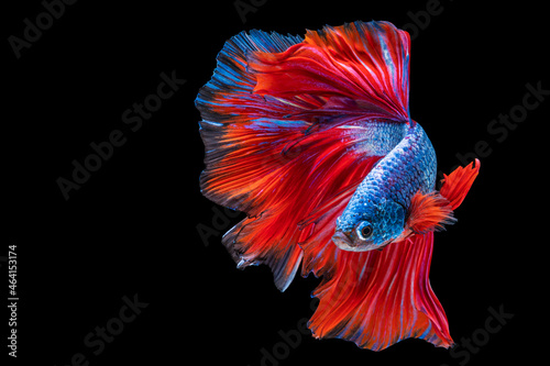 Movement power of betta fighting fish over isolated black background. The moving moment beautiful of red and blue Siamese betta fish with copy space.