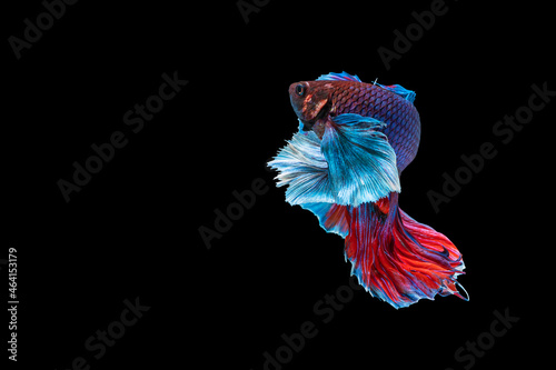 Halfmoon Betta splendens fighting fish in Thailand on isolated black background. The moving moment beautiful of blue and red Siamese betta fish with copy space.