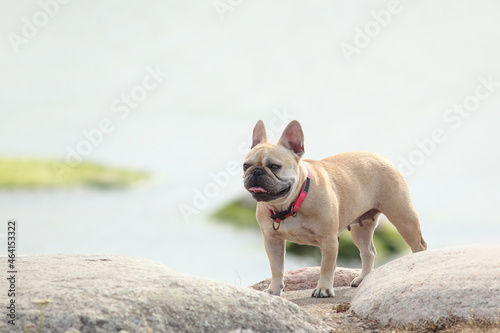 funny dog walking outdoors