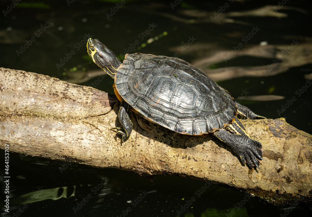 Yellow Bellied Turtle at butterfly gardens in Pine Mountain Georgia. Yellow Bellied Turtle at butterfly gardens in Pine Mountain Georgia.