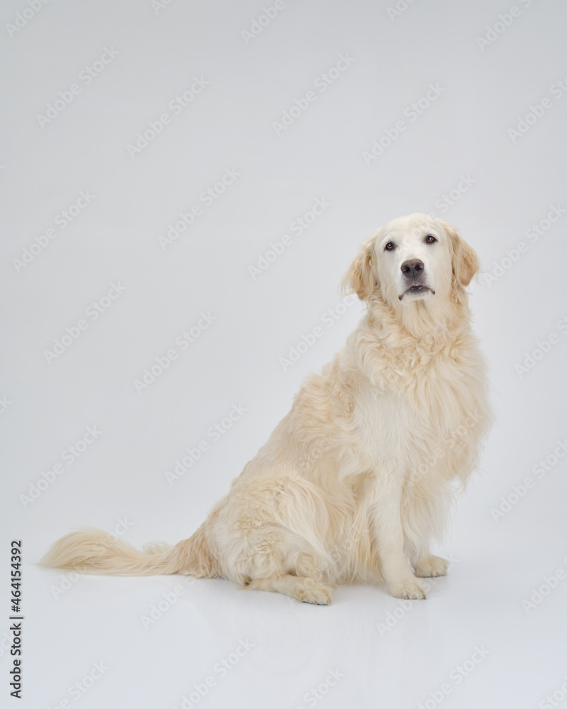 おすわりして正面を見つめる大型犬 おすわりして正面を見つめるゴールデンレトリバー Photos Adobe Stock