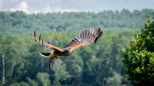 Harris Hawk at raptor show flying from perch in Pine Mountain Georgia. photo