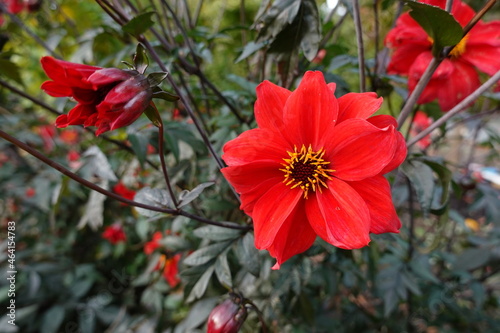 Dahlia 'Bishop of Llandaff' produces semidouble scarlet blooms carried above foliage so dark it's almost black. photo