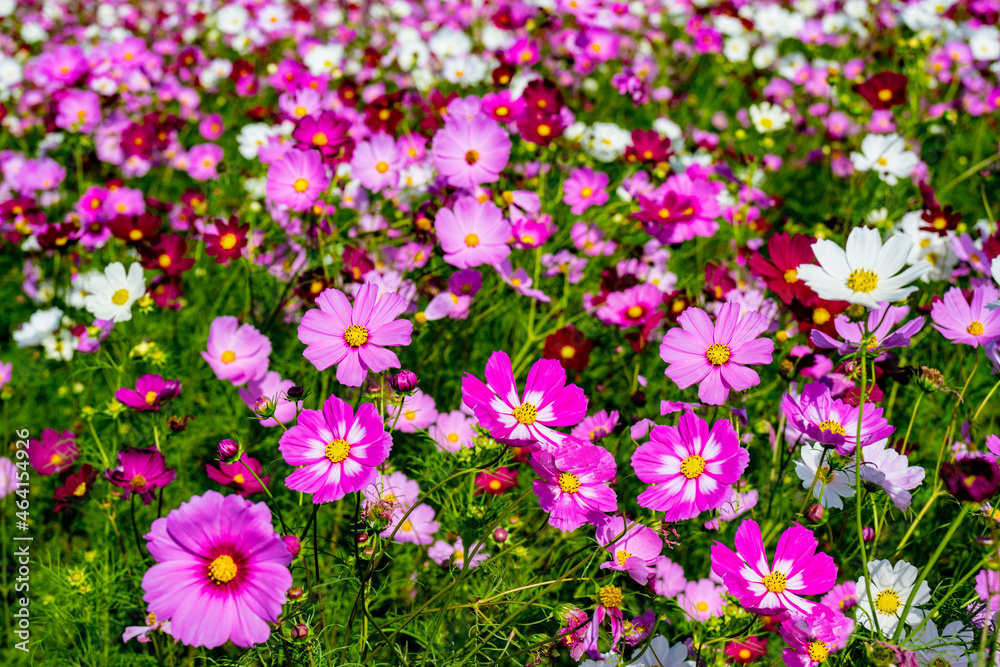 Fototapeta premium 三光のコスモス