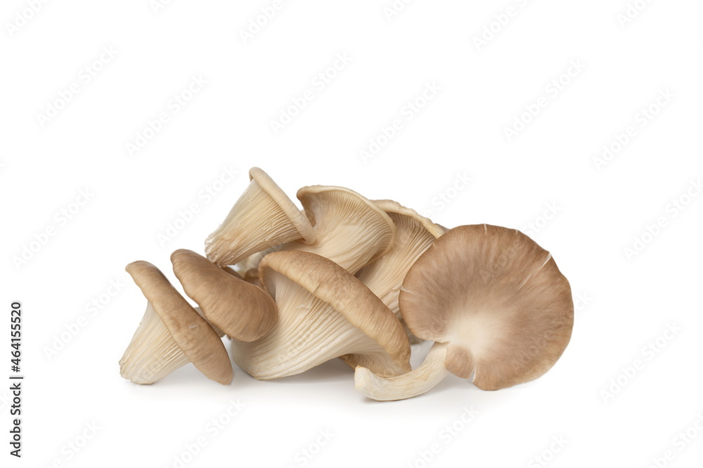 Fototapeta premium Indian Oyster Mushroom (Phoenix Mushroom or Lung Oyster) isolated on white background.