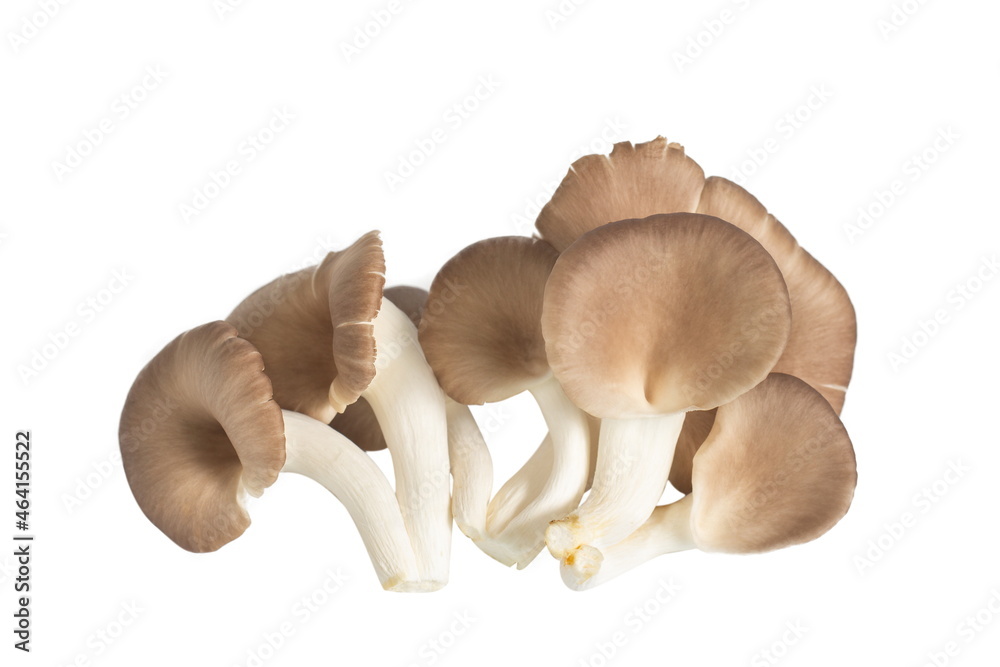 Fototapeta premium Indian Oyster Mushroom (Phoenix Mushroom or Lung Oyster) isolated on white background.