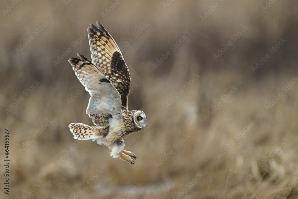 Fototapeta premium Short Eared Owl in flight