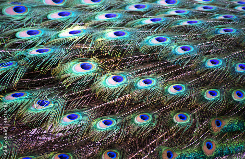 Obraz premium Blue peacock feathers, closeup. Colorful peacock feathers as a background 