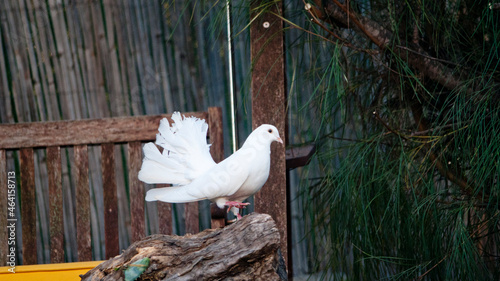 Peacock Dove on Log