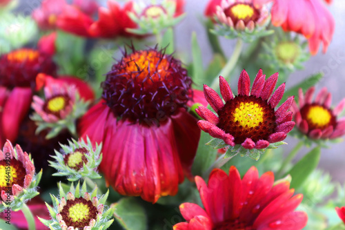 A background of many red and yellow blanket flowers