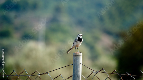 Wagtail (Side Profile)