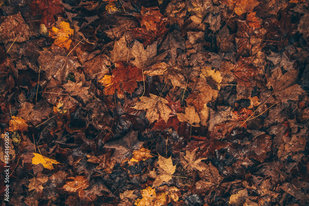 Autumn background: fallen maple leaves in water