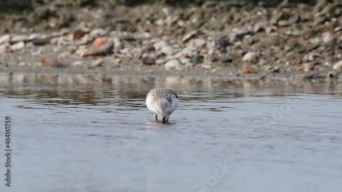 Wading and foraging, rapidly poking its bill into the mud, Spoon-billed Sandpiper, Calidris pygmaea, Phetchaburi, Critically Endangered, Thailand photo