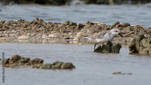 Foraging in between rocks while wading, swallowing some food, Spoon-billed Sandpiper, Calidris pygmaea, Phetchaburi, Critically Endangered, Thailand photo