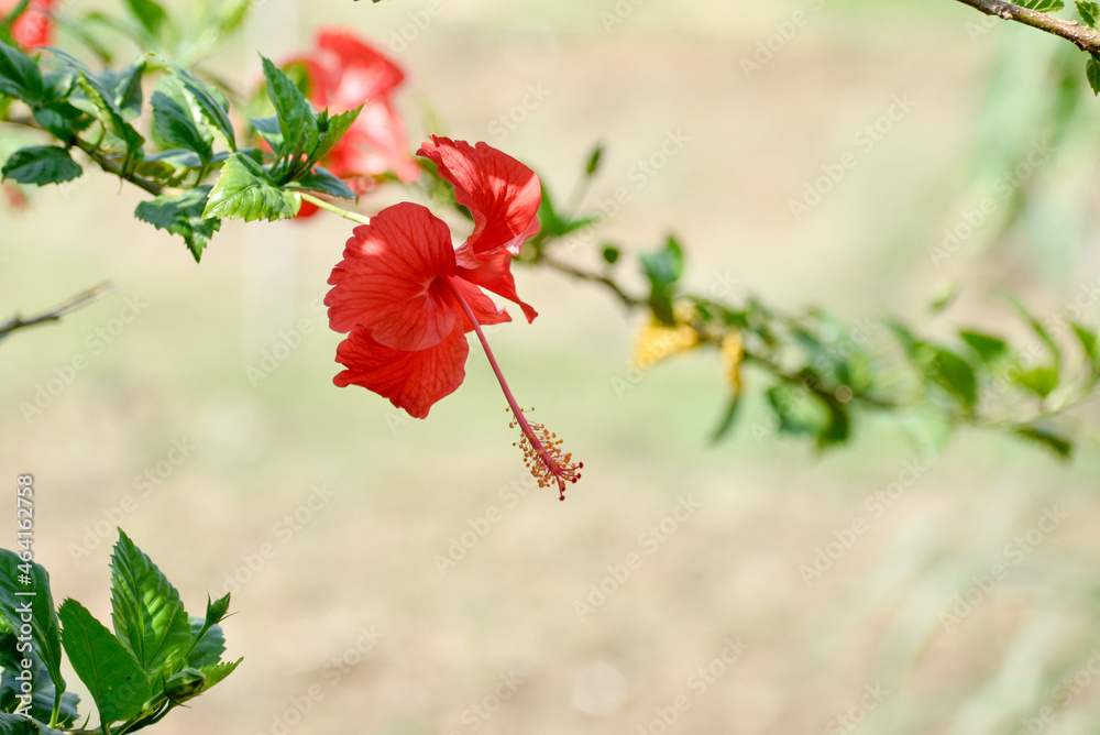 Closeup of hibiscus red flower blooming in the garden Closeup of hibiscus red flower blooming in the garden