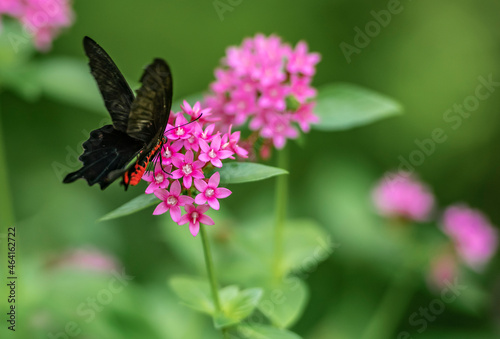 butterfly on flower