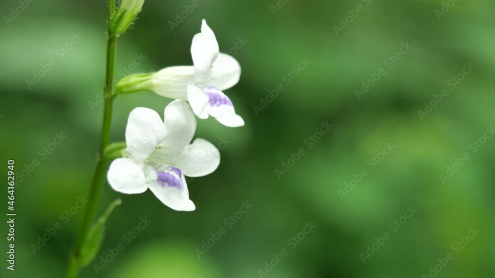 Giant honey bee seeking nectar on white Chinese violet or coromandel or creeping foxglove ( Asystasia gangetica ) blossom in field with natural green background Giant honey bee seeking nectar on white Chinese violet or coromandel or creeping foxglove ( Asystasia gangetica ) blossom in field with natural green background