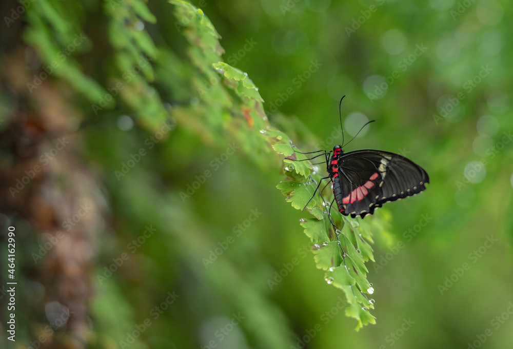 Obraz premium admiral butterfly