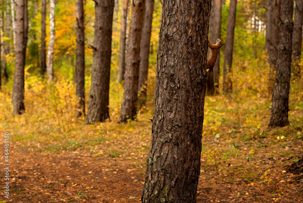 A red squirrel is hanging on a tree in the autumn forest A red squirrel is hanging on a tree in the autumn forest