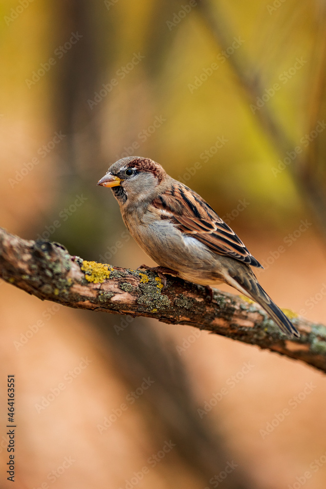 Fototapeta premium A sparrow turned sideways in the branches of a tree in autumn against a background of foliage.