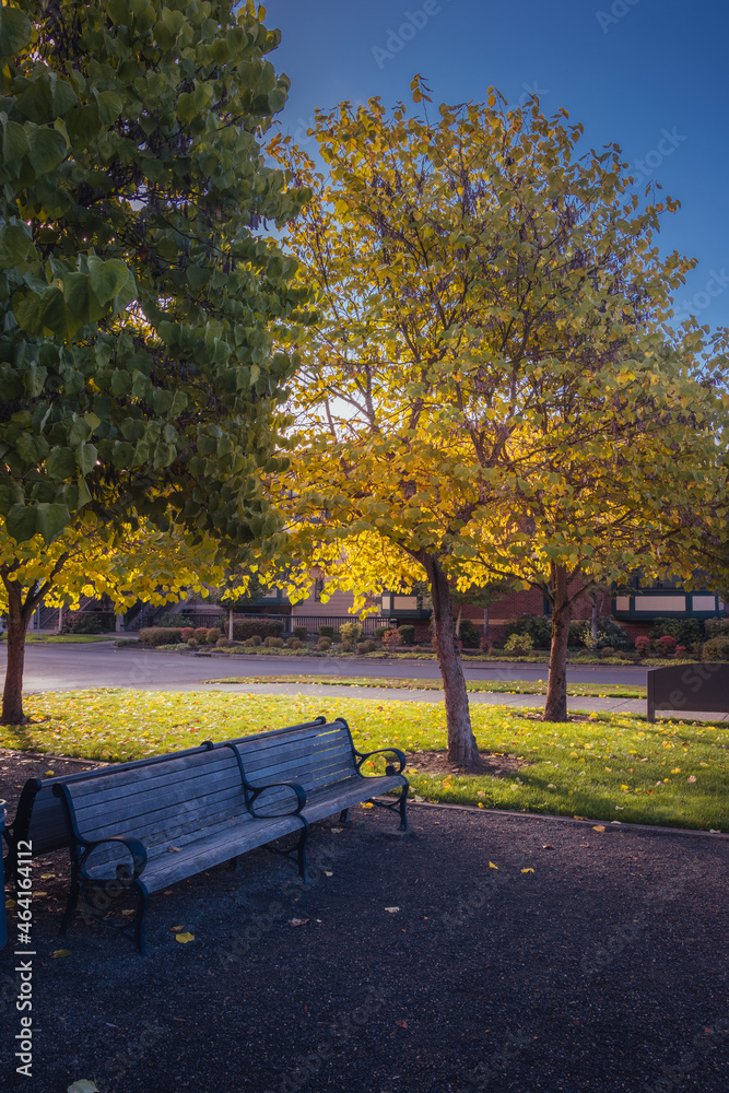 Empty bench in the autumn park. Deciduous trees with colorful green, yellow, orange, golden leaves