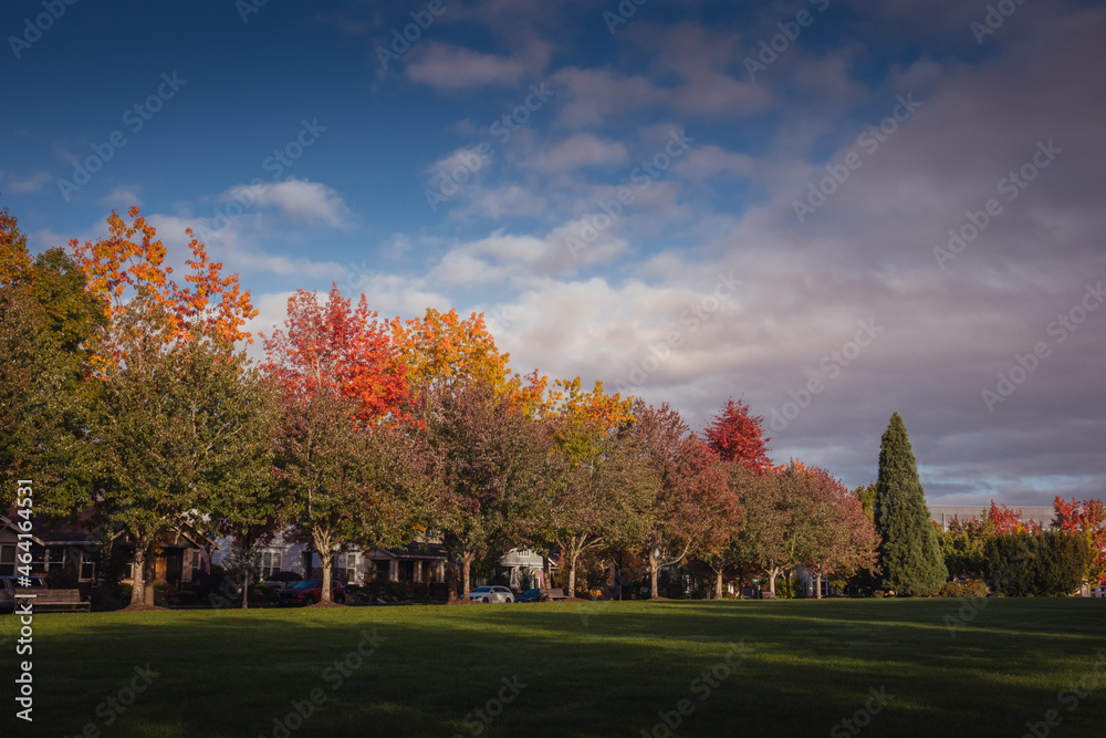 Autumn has come to the city. Deciduous trees with colorful green, yellow, orange, gold leaves