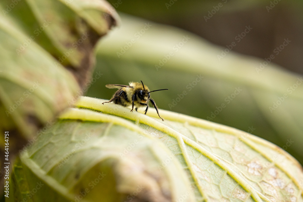 Fototapeta premium close up of a bumblebee resting on green leaf surface in the garden