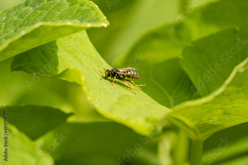 close up of a wasp resting on big green leaf in the garden