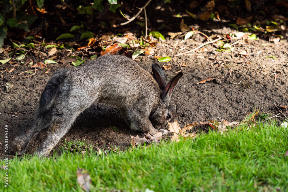 one cute grey rabbit doing some stretch with its head towards the ground by the bushes one cute grey rabbit doing some stretch with its head towards the ground by the bushes