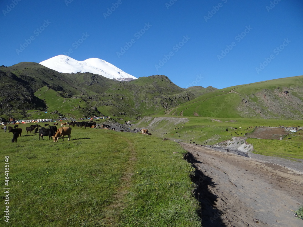 Obraz premium cows in the mountains