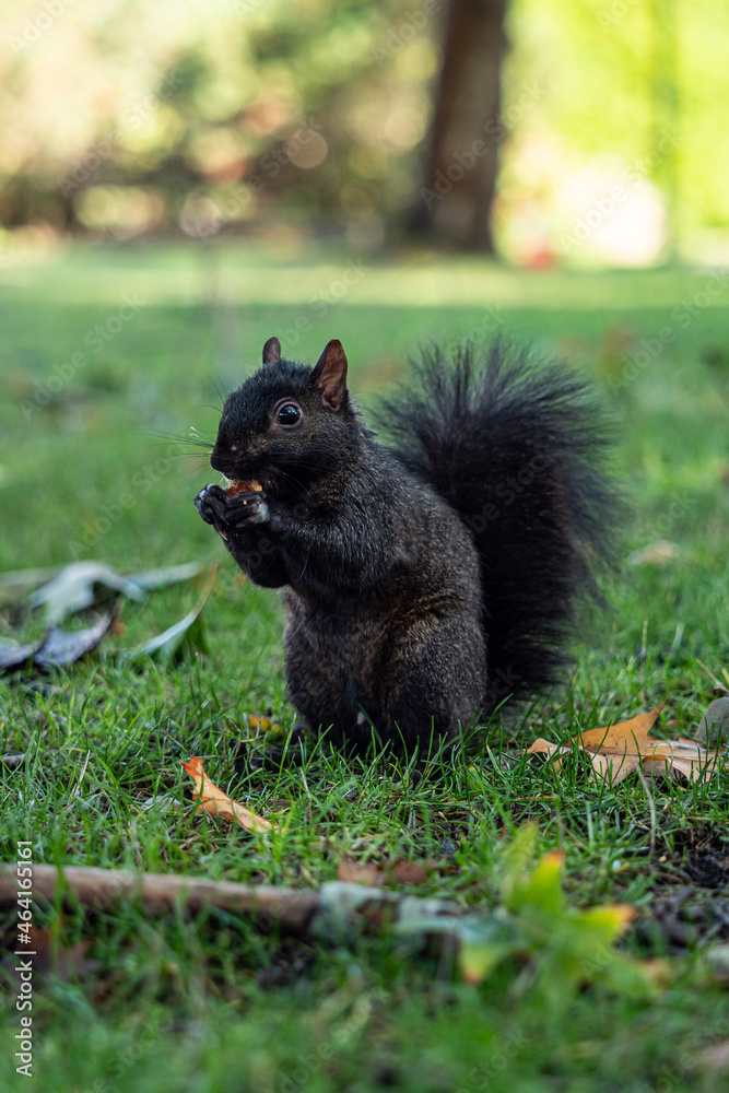close up of a black grey squirrel eating a nut in its claw on the grassy ground in the park close up of a black grey squirrel eating a nut in its claw on the grassy ground in the park