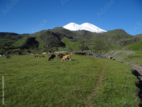 Elbrus,cows in the mountains.