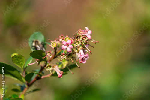 some pink Escalloniaceae flowers blooming on the tip of the branch under the sun in the park