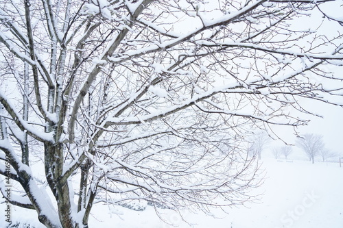 北陸金沢の大乗寺丘陵公園、吹雪に耐える樹木 © tomomi