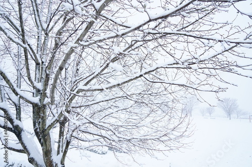 Wallpaper Mural 北陸金沢の大乗寺丘陵公園、吹雪に耐える樹木 Torontodigital.ca