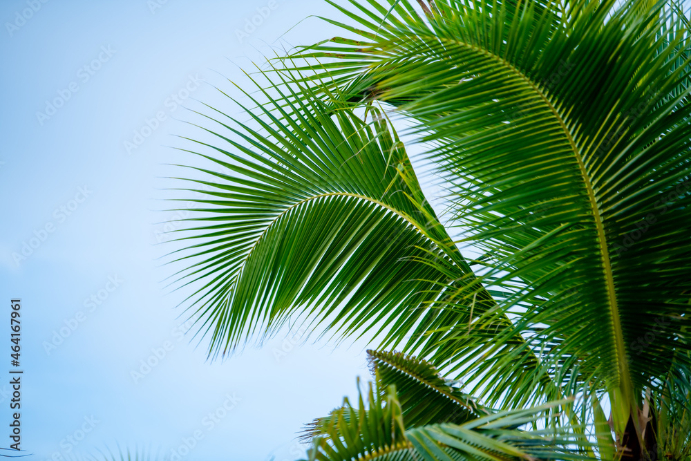 cloudy blue sky and palm branches