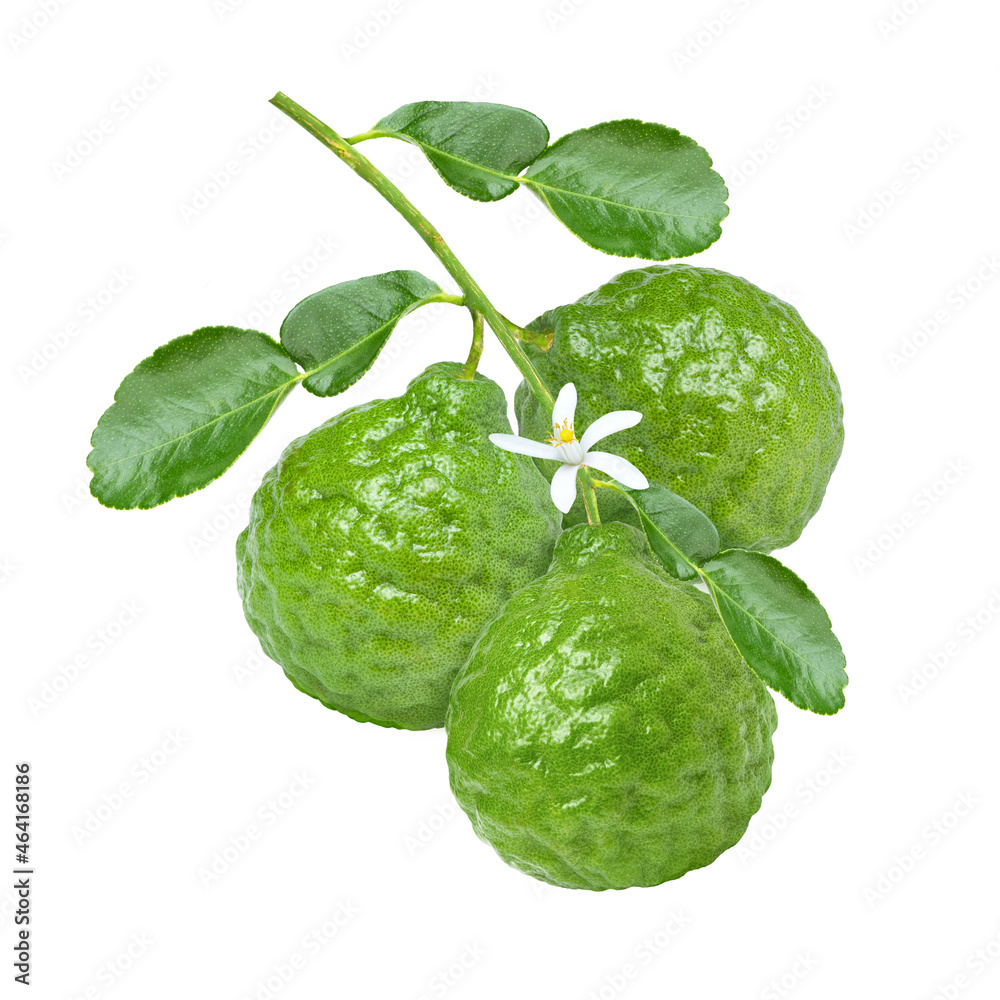 Bergamot lime isolated on white Bergamot lime isolated on white