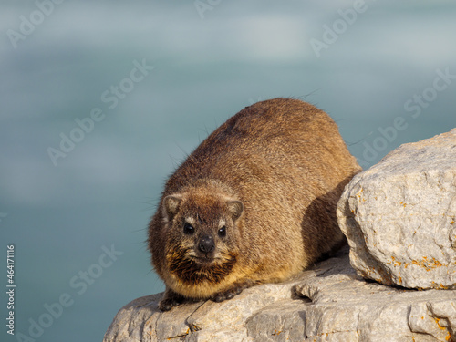 Rock hyrax or Dassie (Procavia capensis). Hermanus. Whale Coast. Overberg. Western Cape. South Africa