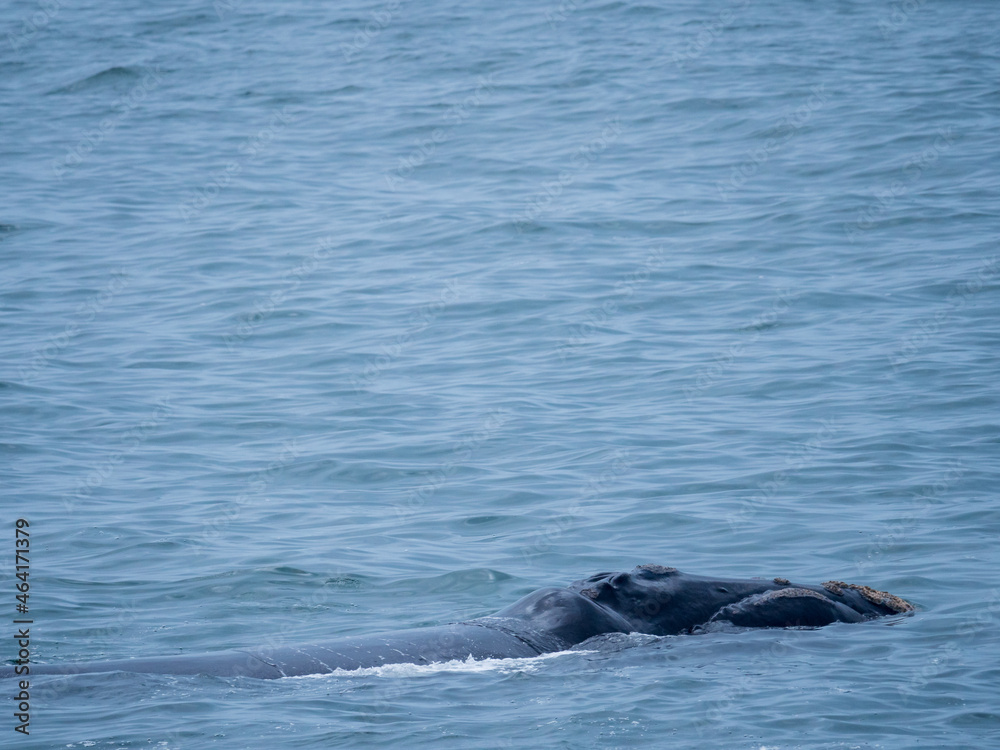 Southern right whale (Eubalaena australis). Hermanus. Whale Coast. Overberg. Western Cape. South Africa Southern right whale (Eubalaena australis). Hermanus. Whale Coast. Overberg. Western Cape. South Africa