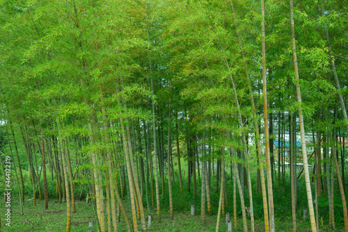竹林 © FU_MIO