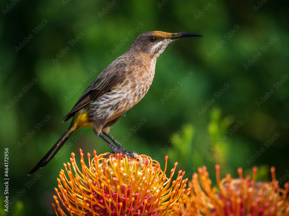 Cape Sugarbird (Promerops cafer) with pollen on its forehead on Leucospermum flower. Cape Town. Western Cape. South Africa Cape Sugarbird (Promerops cafer) with pollen on its forehead on Leucospermum flower. Cape Town. Western Cape. South Africa