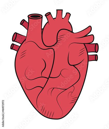 red heart organ