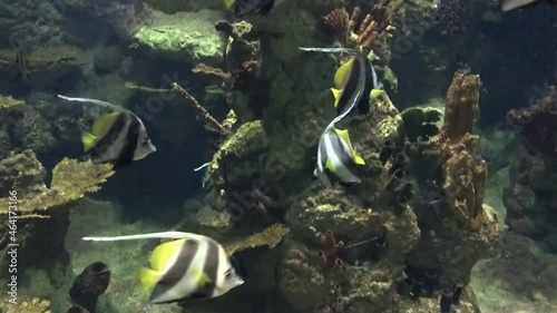 Close up view of several beautiful fish swimming in aquarium.  photo