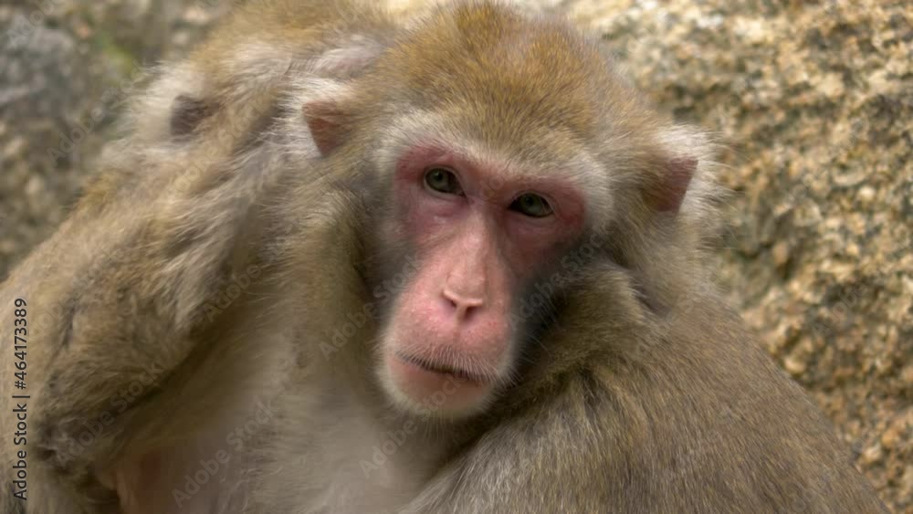 Two Baboons grooming each other. Two Baboons grooming each other.