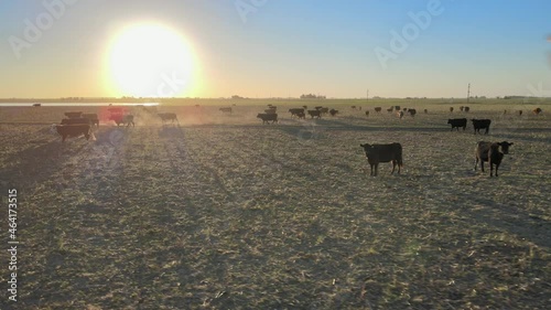 Angus cattle herd on farmland with stover, golden hour, Pampas, Argentina photo