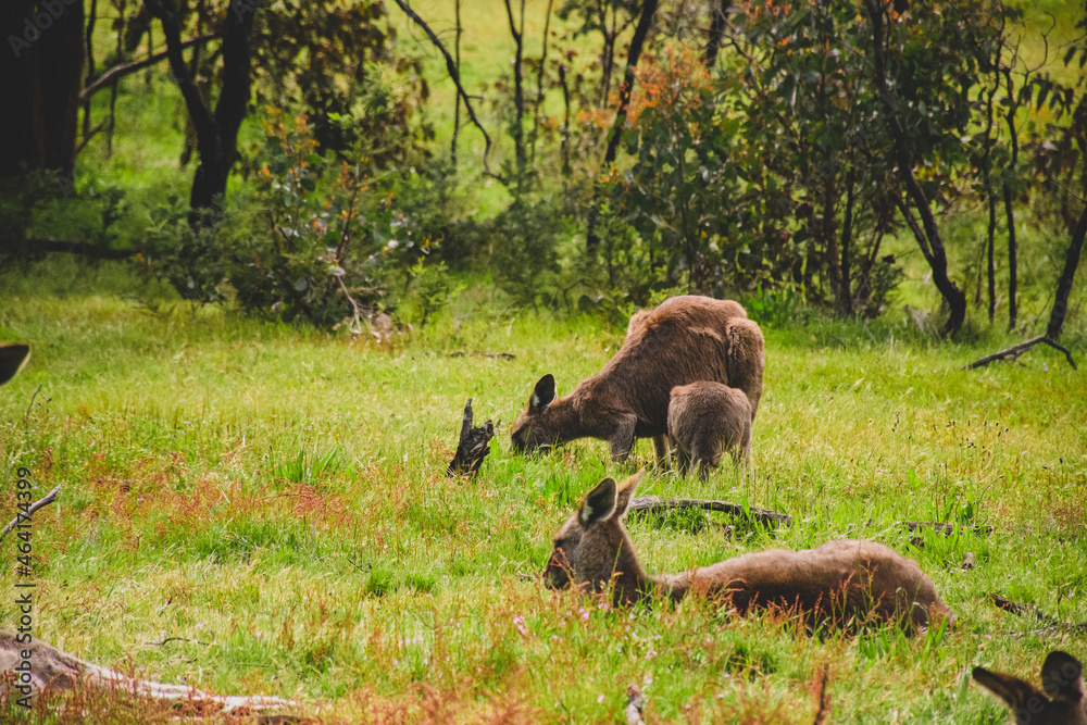 Kangaroos in the wild