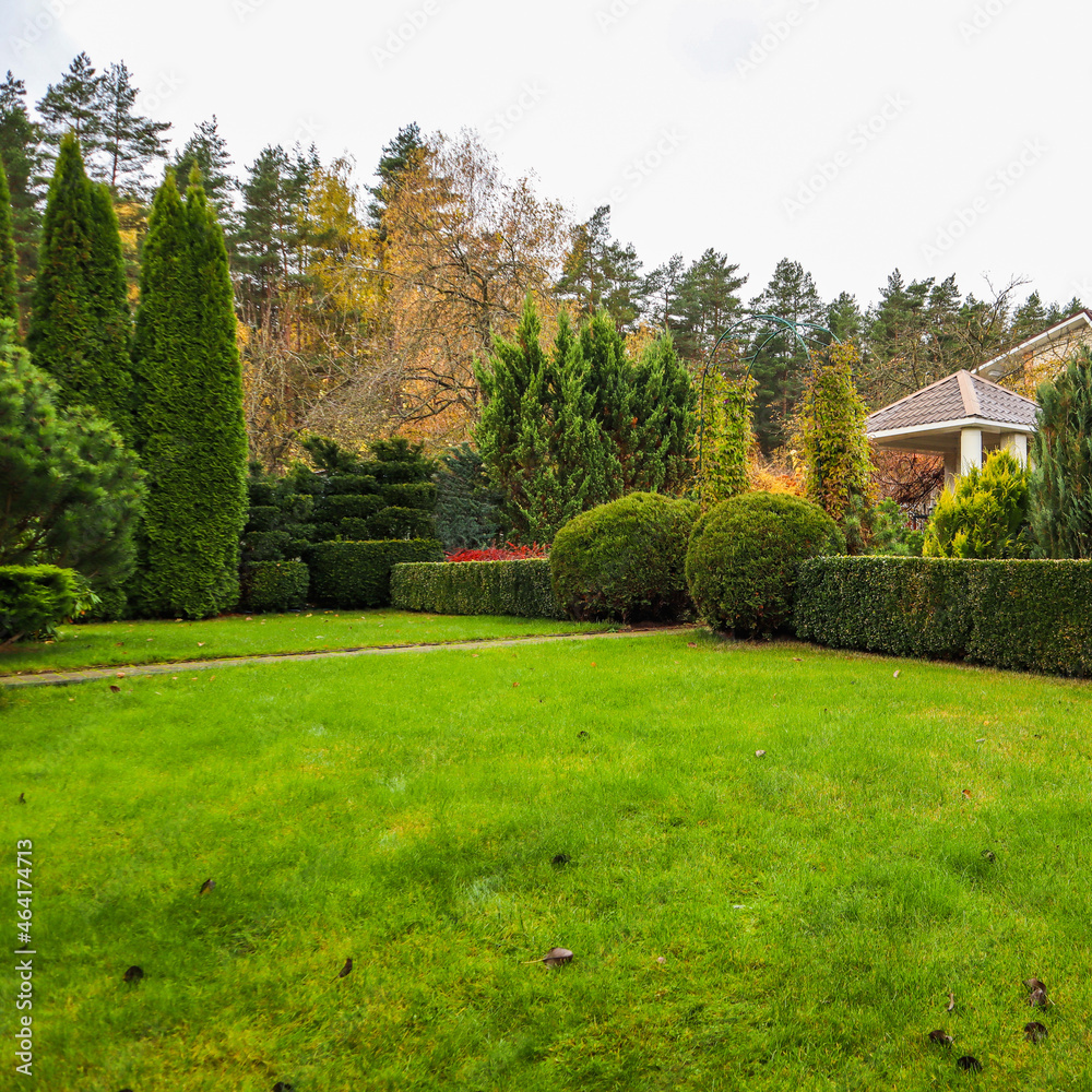Fototapeta premium Landscaping of a garden with a green lawn, colorful decorative shrubs and shaped yew and boxwood, Buxus, in autumn. Gardening concept.