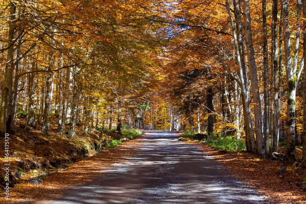 Fototapeta premium a dirt road through a yellowed forest