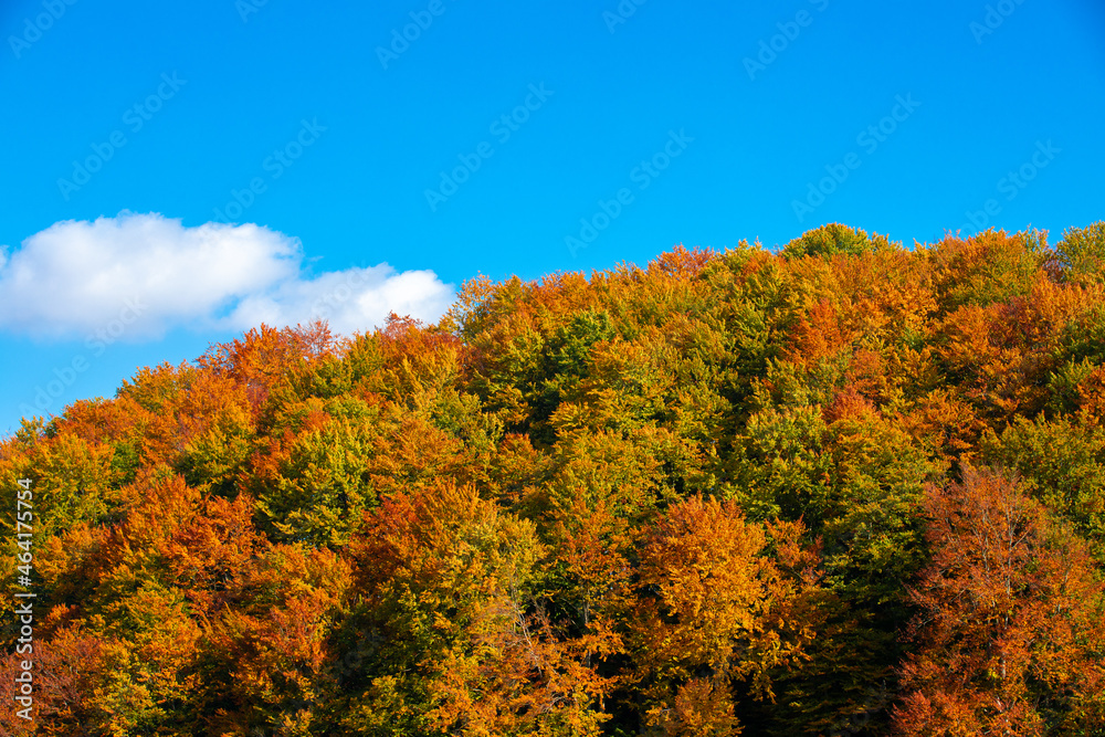 Landscape with yellowed forest on the hill