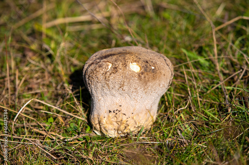 a close-up with a Calvatia gigantea mushroom in the grass